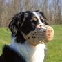 Imagem de Focinheira Plástica Ajustável Cães Cachorros Pets Coleira Passeio Confortável Para Treinamento E Adestramento Tamanho 3 American Pets