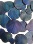 Imagem de Folhas Azul Secas Desidratadas  Decoração Enfeite