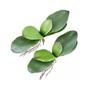 Imagem de Folhas de Orquídea com raízes para Decoração