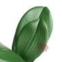 Imagem de Folhas de Orquídea com raízes para Decoração