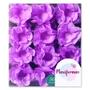 Imagem de Forminha Happy Monolucido Lilas