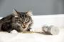 Imagem de Frasco de 250ml de Catnip e Silvervine Meowy Janes