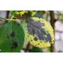 Imagem de Fungicida Cobre Forth Pronto Uso 500ml para Manchas Foliares