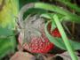 Imagem de Fungicida Defensor Pronto Uso Forth 500ml para Plantas