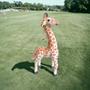 Imagem de Girafa de Pelúcia Realista: 40cm de Alt e Pernas Articuladas