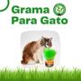 Imagem de Grama Mister Para Gatos Auxilia Na Digestão E Bola De Pelo