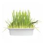 Imagem de Graminha Ipet Green Digestive Grass para Cães - 50 g