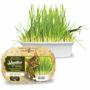 Imagem de Graminha Para Gatos Green Digestive Grass Ipet - 50g