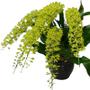 Imagem de Grammathophyllum scriptum var. citrinum
