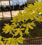 Imagem de Grammathophyllum scriptum var. citrinum