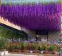 Imagem de Guirlanda de Wisteria Artificial - 12 Unidades Roxas - Decoração Suspensa