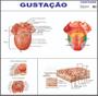 Imagem de Gustação Gustativo Boca Poster Mapa Anatomia Corpo Humano Medicina