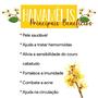 Imagem de Hamamelis Kit 4 Potes 300 Cápsulas 500Mg - Premium