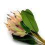 Imagem de Haste De Flor Artificial Protea Frosted Com Coat Salmão 70 Cm F04 - D'rossi