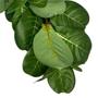 Imagem de Haste Folhagem Artificial Ficus Concinna 3D Verde 70 cm