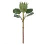 Imagem de Haste Protea Frosted Com Coat Verde 50cm