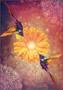 Imagem de Hummingbird Wisdom Oracle Cards Carta do dia: Espírito de Beija-flor