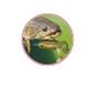 Imagem de Isca artificial soft monster 3x paddle frog 9,5cm c/ 2unidades
