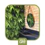 Imagem de Jardim Vertical Preservadas (Mix) (Natural Gifts)