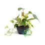 Imagem de Jiboia Variegata Epipremnum Pinnatum Verde Com Estaca
