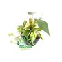 Imagem de Jiboia Variegata Epipremnum Pinnatum Verde Com Estaca