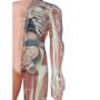Imagem de Jogo Anatomia Grow
