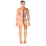Imagem de Jogo Anatomia Grow