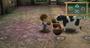 Imagem de Jogo Harvest Moon A Wonderful Life Special Edition -Ps2