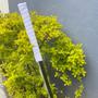 Imagem de Katana do Inosuke Espada Demon Slayer Cosplay Temático Colecionável Customizada Madeira Resistente Decorativa