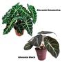 Imagem de Kit 1 Alocasia Black + 1 Alocasia Amazonica Planta Natural