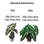 Imagem de Kit 1 Alocasia Black + 1 Alocasia Amazonica Planta Natural