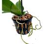 Imagem de Kit 10 Vasos Vazado Para Plantar Plantas E Orquídeas Vs 15