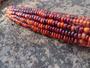 Imagem de kit 100 sementes milhos coloridos crioulos mix para plantio