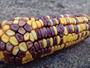 Imagem de kit 100 sementes milhos coloridos crioulos mix para plantio