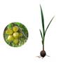 Imagem de Kit 15 Mudas de Coco Anao Verde 50 a 80cm AMK Plantas Online