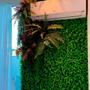Imagem de Kit 15 Placa De Samambaia Cheia 40x60 Jardim Vertical Artificial Muro Verde