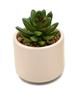 Imagem de Kit 2 Arranjos Artificial Planta Suculenta Verde Vasos Vasinhos Cerâmica Para Nicho