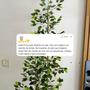 Imagem de Kit 2 Bambu da Sorte Artificial 2 Metros Sem Vaso Decoração