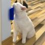 Imagem de Kit 2 escovas coça gato com catnip