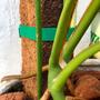 Imagem de Kit 2 Estaca De Fibra de Coco Natural Xaxim Barato Para Cultivo de Planta Pendente e Trepadeira 40 cm Tutor de Orquidea e Costela de Adão - Nutriplan