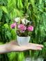 Imagem de Kit 2 mini arranjos de flores artificiais mini rosa mesclada decoração lembrancinhas jardim