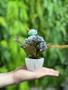 Imagem de Kit 2 mini arranjos de flores artificiais rosa Azul Turquesa decoração lembrancinhas jardim