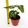 Imagem de Kit 2 Mudas Alocasia Black Velvet E Polly Plantas Naturais