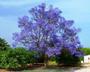 Imagem de Kit 2 Mudas De Jacarandá Mimoso