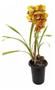Imagem de Kit 2 Orquídeas Cymbidium Mistas Plantas Adultas