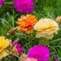 Imagem de Kit 2 Pacotes Sementes Flor Onze Horas Portulacas Dobradas Topseed Jardins