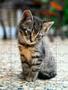 Imagem de Kit 2 Quebra-Cabeças Cognitivos Gatos 60 Peças