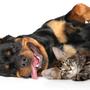 Imagem de Kit 2 Royal Canin Pate Recovery Recuperação Cão e Gato 195g