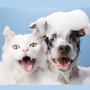 Imagem de Kit 2 Shampoo e Condicionador 2 em 1 Pet Cães e Gatos 500ML