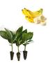 Imagem de Kit - 20 Mudas De Banana Maçã - Melhoradas Geneticamente